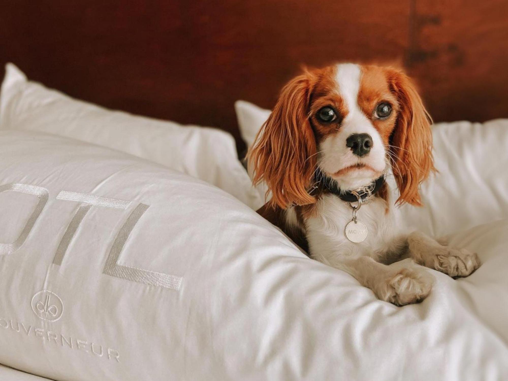 Otl Gouverneur Sherbrooke Esterno foto A dog on a bed